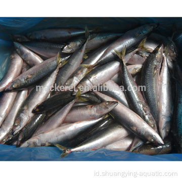 Frozen Pacific Mackerel Fish 300-500g Untuk Grosir